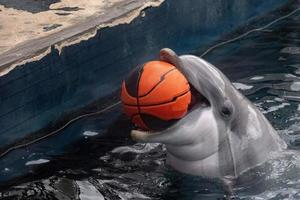 Delfin spielt mit Ball foto