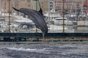 genua, italien - 4. märz 2018 - genua aquarium delfine foto