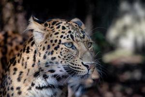 Nordchinesischer Leopard aus nächster Nähe foto