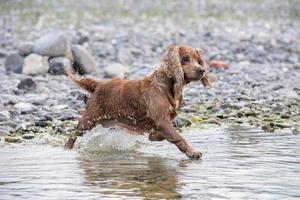 Welpe junger Hund englischer Cockerspaniel beim Laufen im Wasser foto