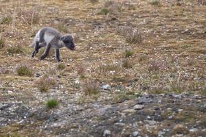 Polarfuchs in Svalbard Spitzbergen foto