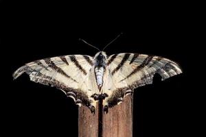 beschädigter Flügel Schwalbenschwanz Schmetterling Machaon Nahaufnahme Porträt foto