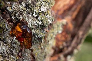 Baum natürliches Bernsteinharz Detail hautnah foto