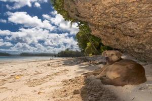 ein Hund, der sich am weißen Sandstrand des Tropenparadieses entspannt foto