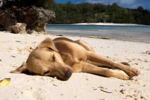 ein Hund, der sich am weißen Sandstrand des Tropenparadieses entspannt foto