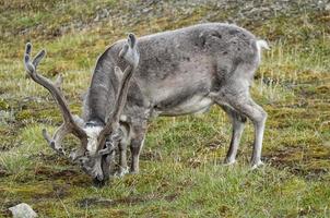 Wilde Rentiere in Spitzbergen foto