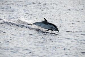 Delphin beim Springen in das tiefblaue Meer foto