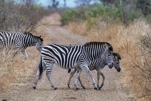 Zebrastreifen im Krüger Park Südafrika foto