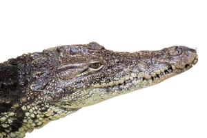 krokodil alligatorauge nahaufnahme isoliert auf weiß foto