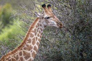 Giraffe im Krüger Park Südafrika foto