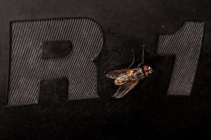 fliegen Makro Nahaufnahme Porträt auf r1 Autoreifen foto