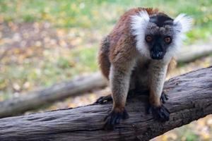 Madagaskar-Lemur-Affenporträt auf einem Baum foto