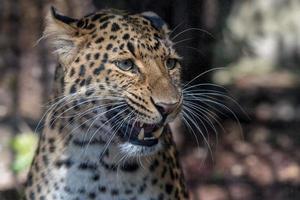 Nordchinesischer Leopard aus nächster Nähe foto