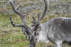 Wilde Rentiere in Spitzbergen foto