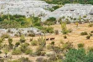 Wildpferde in der Wüste von Baja California foto