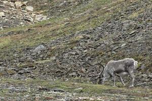 Wilde Rentiere in Spitzbergen foto