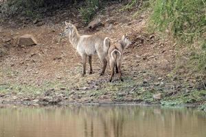 Junge neugeborene Wasserbockantilope im Krügerpark Südafrika foto