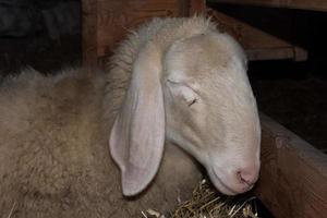 Schaf, das auf einem anderen Schaf schläft foto