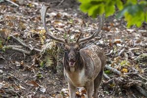 Damwild in der Liebessaison foto