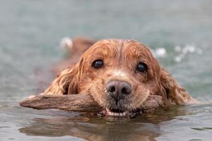 Welpe junger Hund englischer Cockerspaniel beim Laufen im Wasser foto