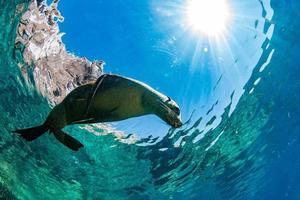 Seelöwenrobbe unter Wasser beim Galapagos-Tauchen foto