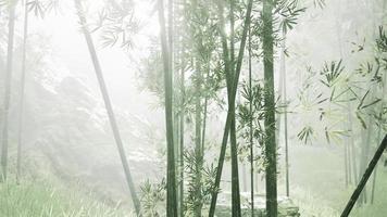 Grüner Bambus im Nebel mit Stielen und Blättern foto