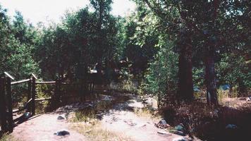 Feldweg oder Schlammweg im Wald foto