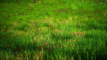 grüne graslandschaft mit hügeln und blauem himmel foto