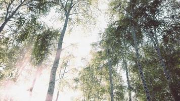 eine Spur von Birken an einem sonnigen Tag foto