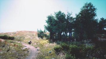 sommerlandschaft in den bergen und im dunkelblauen himmel foto