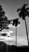 vertikales Landschaftsbild, weiße Wolke, Vintage-Himmel, Tageslicht, Draufsicht, hoher Betelnussbaum, mit Berghintergrund um die Landschaft. Thailand. foto