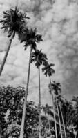 vertikales Landschaftsbild, weißer Wolkenweinlesehimmel, Tageslichtdraufsicht hoher Betelnussbaum, mit Hintergrund um Landschaft. Thailand. foto