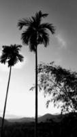 Schwarz-Weiß-Bild vertikal, dunkler Himmel der Betelnuss über dem hohen Baum der Ansicht, Landschaftsgebirgshintergrund um Landschaftsgebiet. Thailand. foto