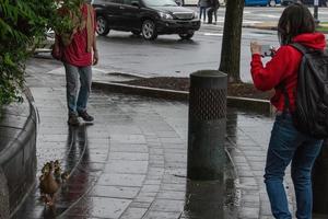 Entenmutter und Welpe in einer Linie, die die Straße in Washington überquert foto