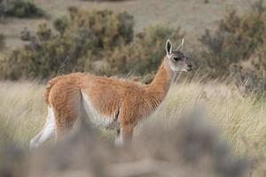 Guanaco-Porträt in Argentinien Patagonien foto