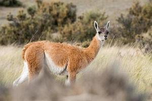 Guanaco-Porträt in Argentinien Patagonien foto