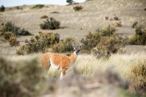 Guanaco-Porträt in Argentinien Patagonien foto