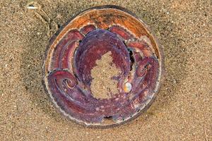 Kokos-Oktopus-Unterwasserporträt, das sich im Sand versteckt foto