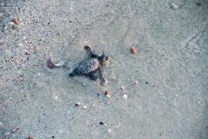 neugeborenes baby grüne golfina-schildkröte nähert sich dem meer foto