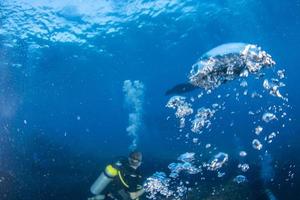 Blasen des Tauchers unter Wasser foto