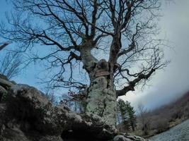 Buchenwald mit einem sehr alten Baum in Calamone Ventasso See Italien foto