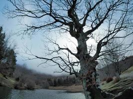 Buchenwald mit einem sehr alten Baum in Calamone Ventasso See Italien foto