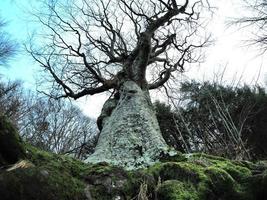 Buchenwald mit einem sehr alten Baum in Calamone Ventasso See Italien foto