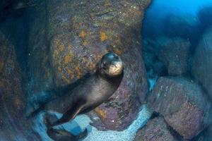 Welpe Seelöwe unter Wasser, der Sie ansieht foto