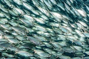 Sardinenfischschwarm unter Wasser foto