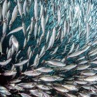Sardinenfischschwarm unter Wasser foto