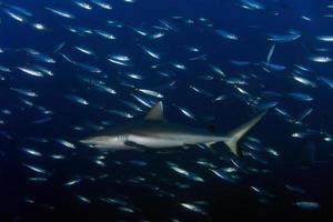 grauer Hai bereit, unter Wasser anzugreifen foto