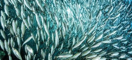 Sardinenfischschwarm unter Wasser foto