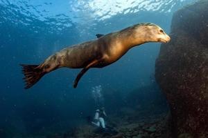 Welpe Seelöwe unter Wasser, der Sie ansieht foto