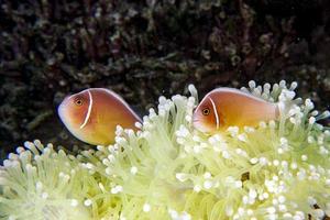 Clownfische in Anemone aus nächster Nähe foto